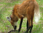 Lobo Guará Comendo 5