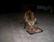 Lobo Guará Comendo 6