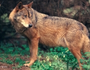 Lobo Ibérico 1