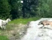 Lobo Ibérico Caçando Ovelhas 1