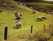 Lobo Ibérico Caçando Ovelhas 2