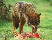 Lobo Ibérico Comendo 1