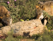 Lobo Ibérico Comendo 2