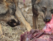 Lobo Ibérico Comendo 3