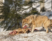 Lobo Ibérico Comendo 4