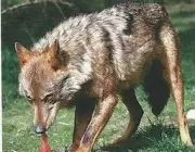 Lobo Ibérico Comendo 5