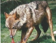 Lobo Ibérico Comendo 5