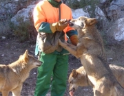 Lobo Ibérico Comendo 6