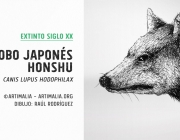 Lobo Japonês Honshu 4
