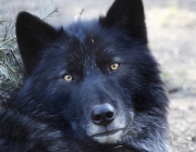 Lobo Preto 2