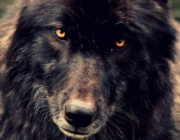 Lobo Preto 4