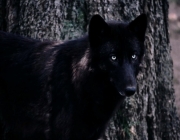 Lobo Preto 5