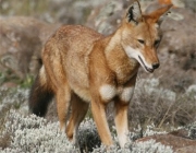 Lobo Vermelho 1