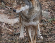 Lobo Vermelho 2