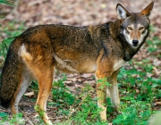 Lobo Vermelho 4