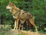 Lobo Vermelho 5