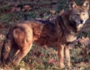 Lobo Vermelho 1