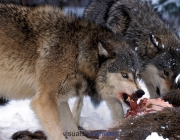 Timber or Grey Wolf, Canis lupus, Minnesota, USA