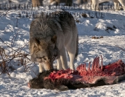 Lobos Cinzentos Comendo 2