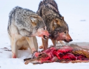 Lobos Cinzentos Comendo 3