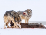 Lobos Cinzentos Comendo 5