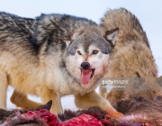 Lobos Cinzentos Comendo 6