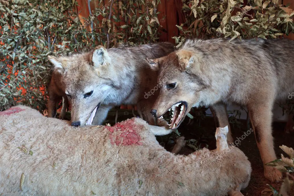 Lobos Comendo 2