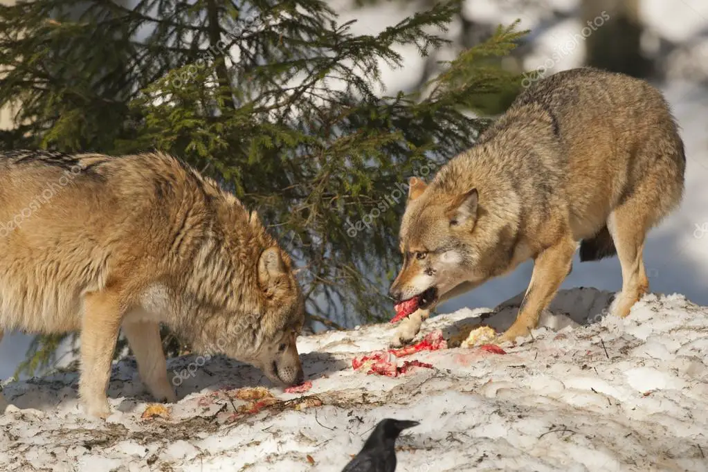 Lobos Comendo 4