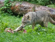 Lobos Comendo 5
