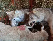 Lobos Comendo 1