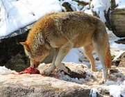 Lobos Comendo 2