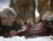 Lobos Comendo 4