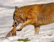 Lobos Comendo 5