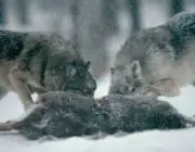 Lobos Comendo 6