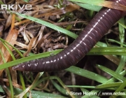 ARKive image ARK007779 - Earthworm