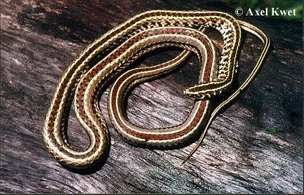 Lygophis Flavifrenatus (Cobra Moída) 1