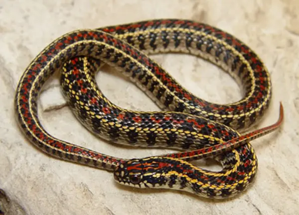 Lygophis Flavifrenatus (Cobra Moída) 2