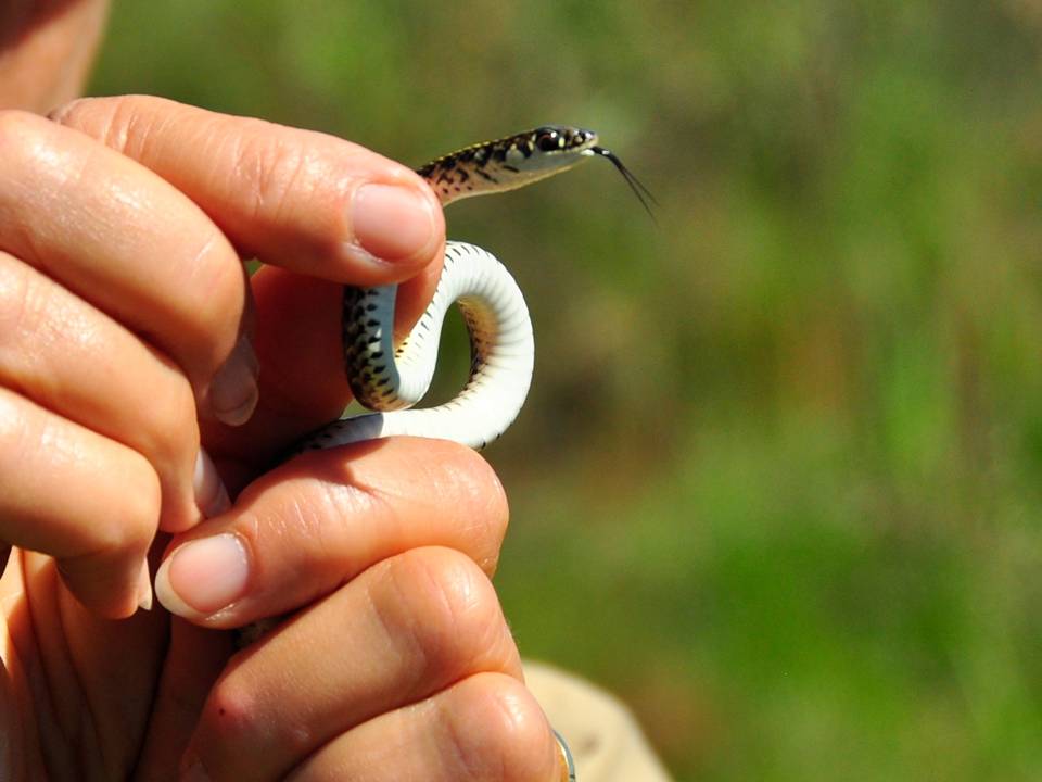 Lygophis Flavifrenatus (Cobra Moída) 4