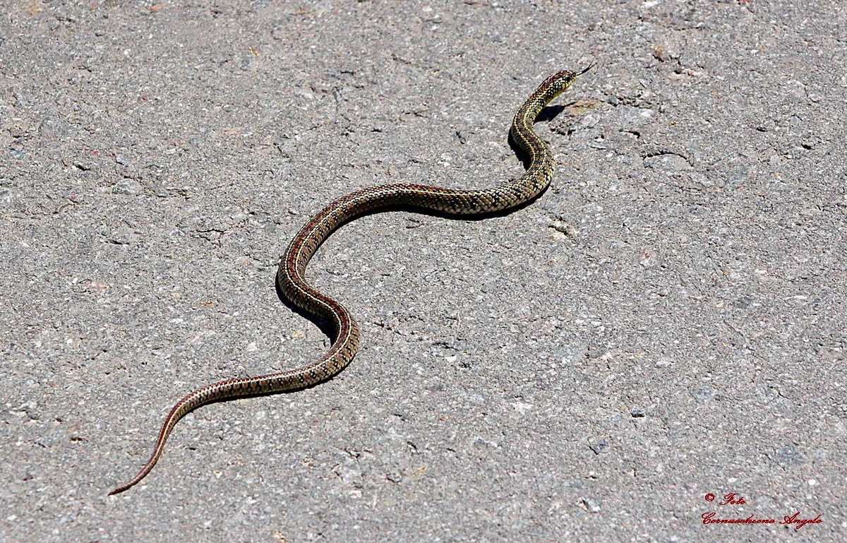 Lygophis Flavifrenatus (Cobra Moída) 6
