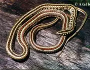 Lygophis Flavifrenatus (Cobra Moída) 1