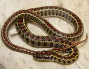 Lygophis Flavifrenatus (Cobra Moída) 2