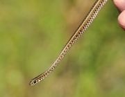 Lygophis Flavifrenatus (Cobra Moída) 3