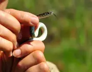 Lygophis Flavifrenatus (Cobra Moída) 4