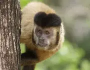 Macaco-Prego Sapajus 1