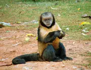 Macaco-Prego Sapajus 4