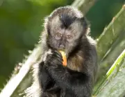 Macaco-Prego Sapajus 5
