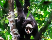 Photo from ARKive of the White-whiskered spider monkey (Ateles marginatus) - https://www.arkive.org/white-whiskered-spider-monkey/ateles-marginatus/image-G119710.html