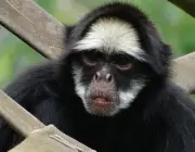 Macacos-Aranha-de-Cara-Branca 2