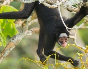 Macacos-Aranha-de-Cara-Branca 6