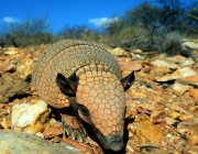 Mamíferos da Caatinga 1